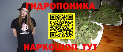 стафф Кингисепп